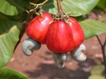 Hạt điều rang muối sức quyến rũ kỳ lạ