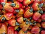 Công dụng làm thuốc của quả Điều